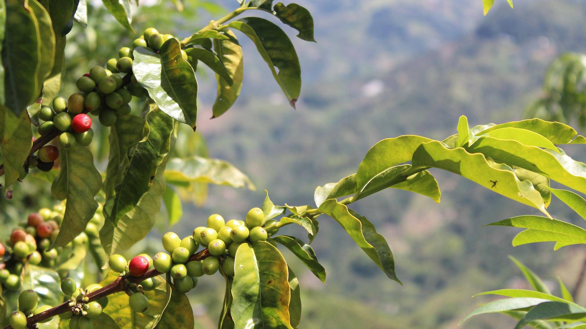 sustainable coffee production